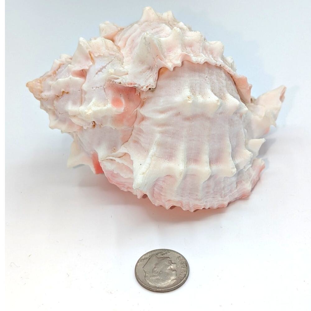 Pink Murex Conch Shell Display Seashell Coastal Beach Home Shell Decor - Picture 3 of 8